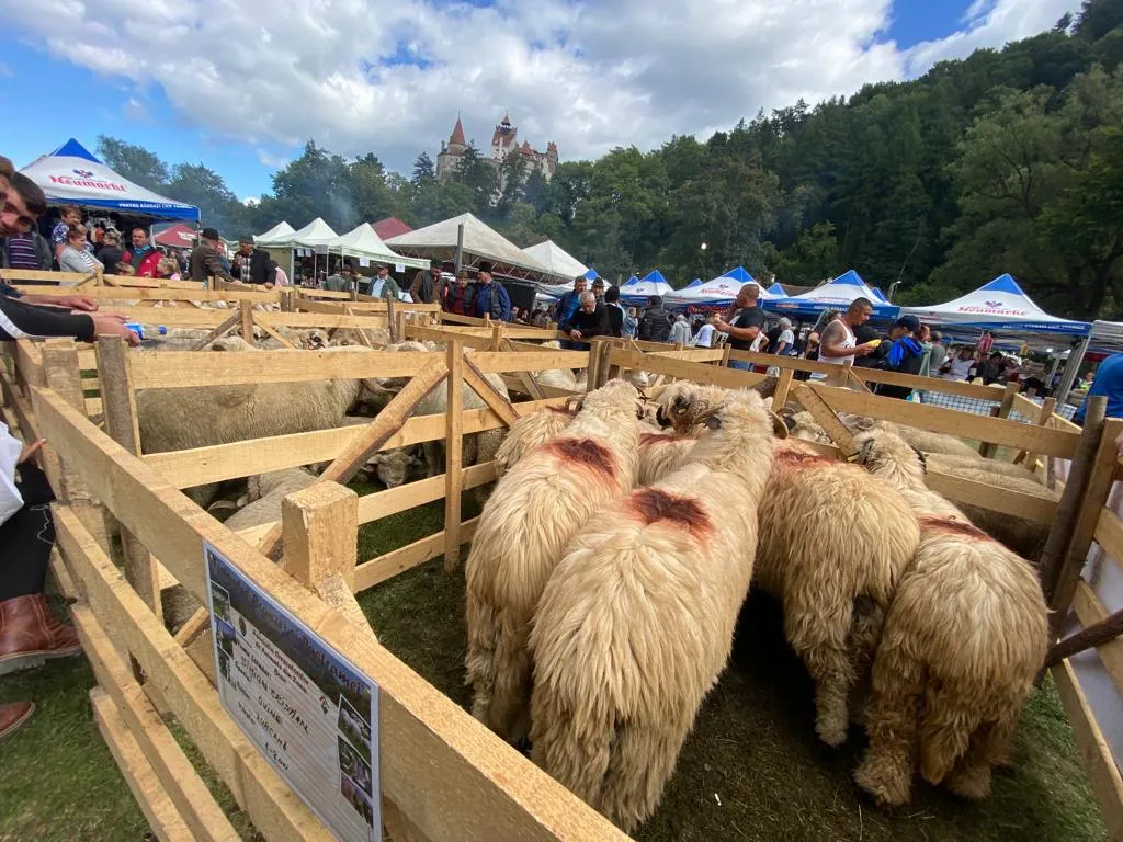 Festival tradițional Răvășitul Oilor în Bran, cu turiști, oi și Castelul Bran în fundal